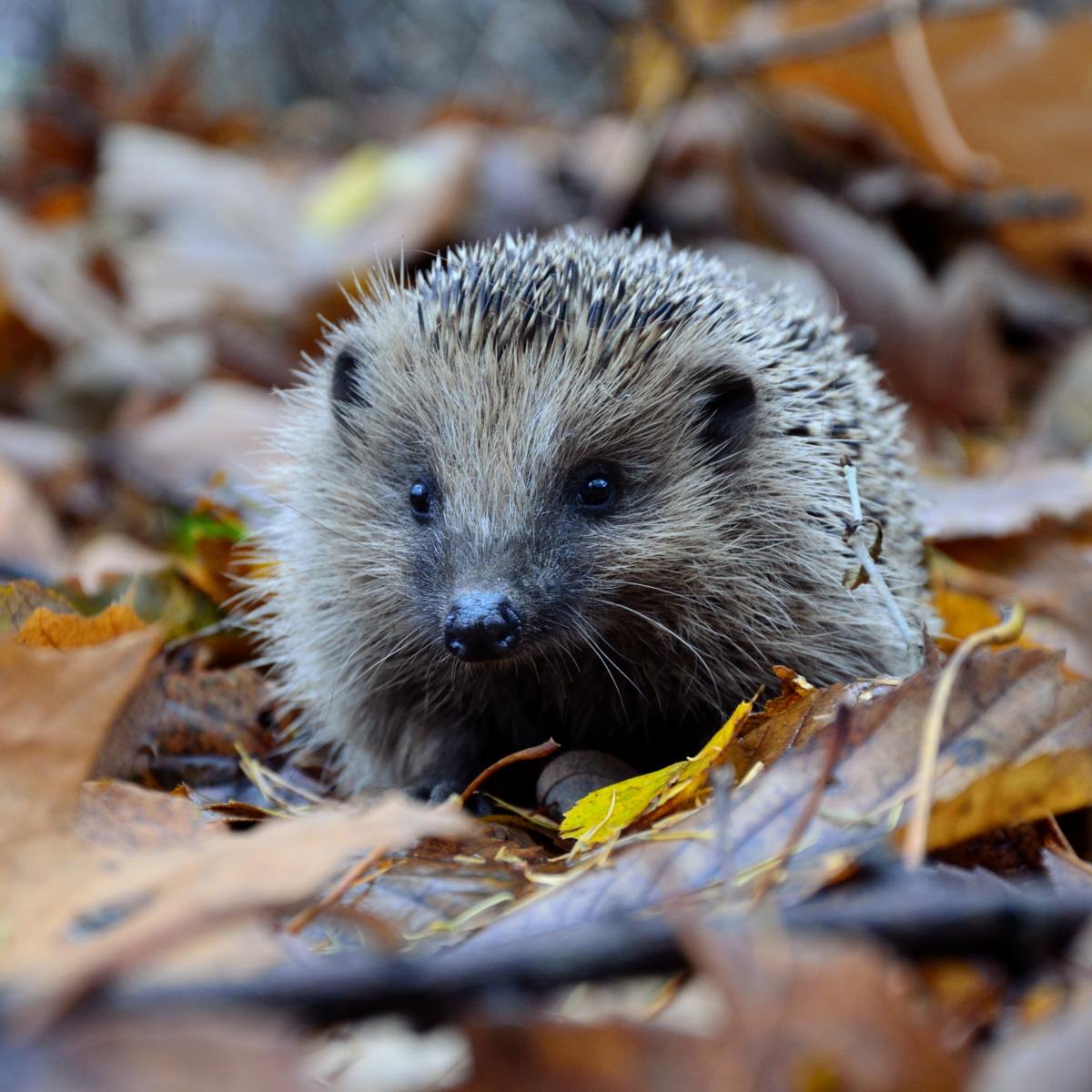 Hedgehog food: What to feed and how to help hedgehogs in your garden as hibernation&nbsp;ends